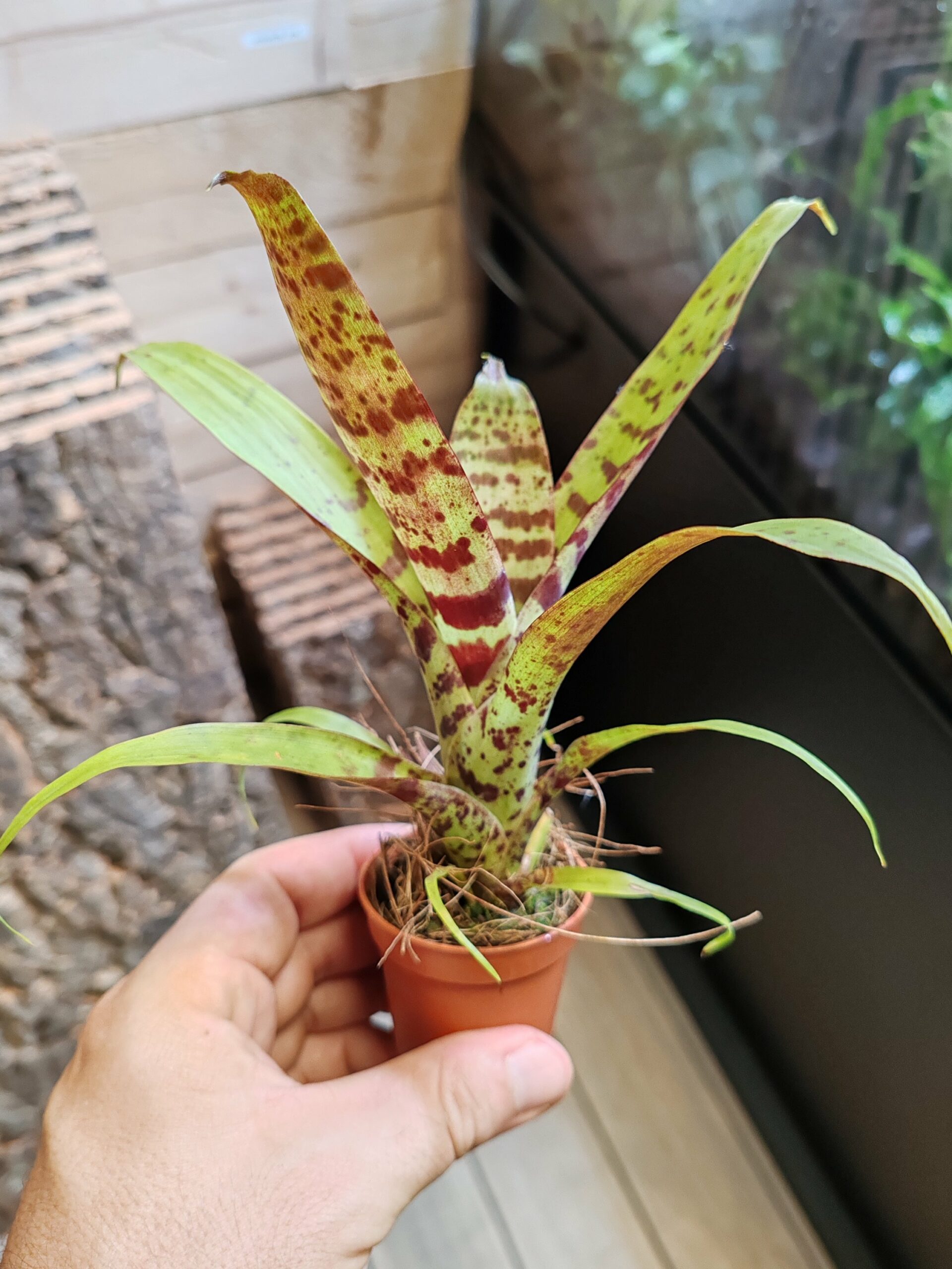 Vriesea "Red Chestnut"