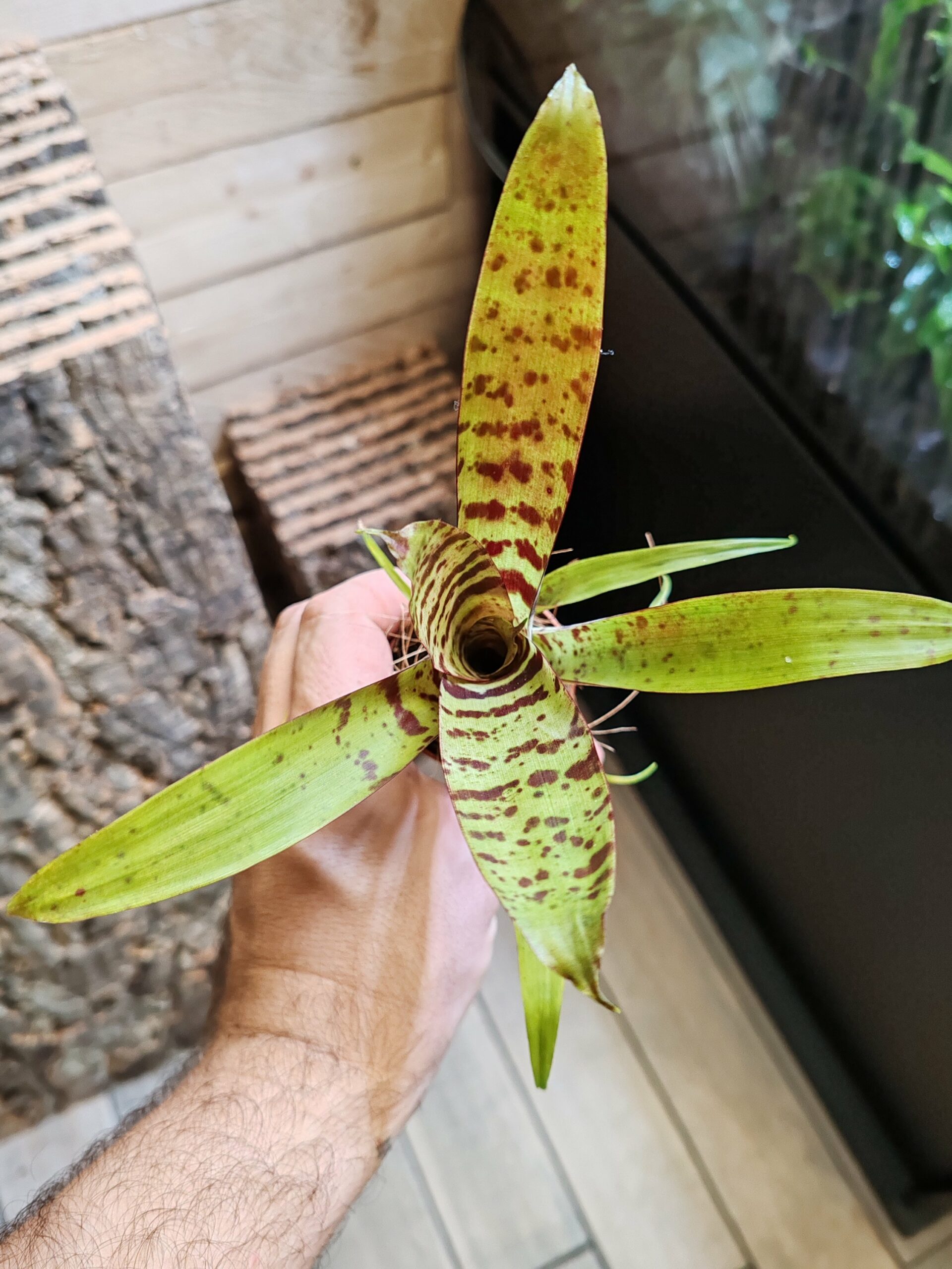 Vriesea "Red Chestnut" – Image 2