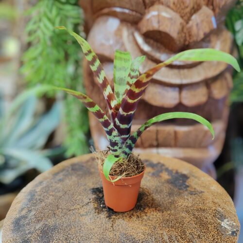 Vriesea "Red Chestnut"