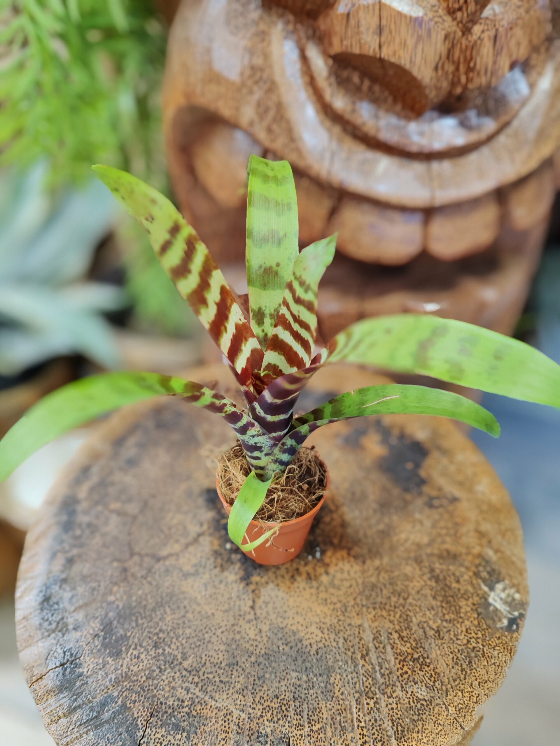 Vriesea "Red Chestnut" – Image 2
