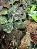 Fittonia