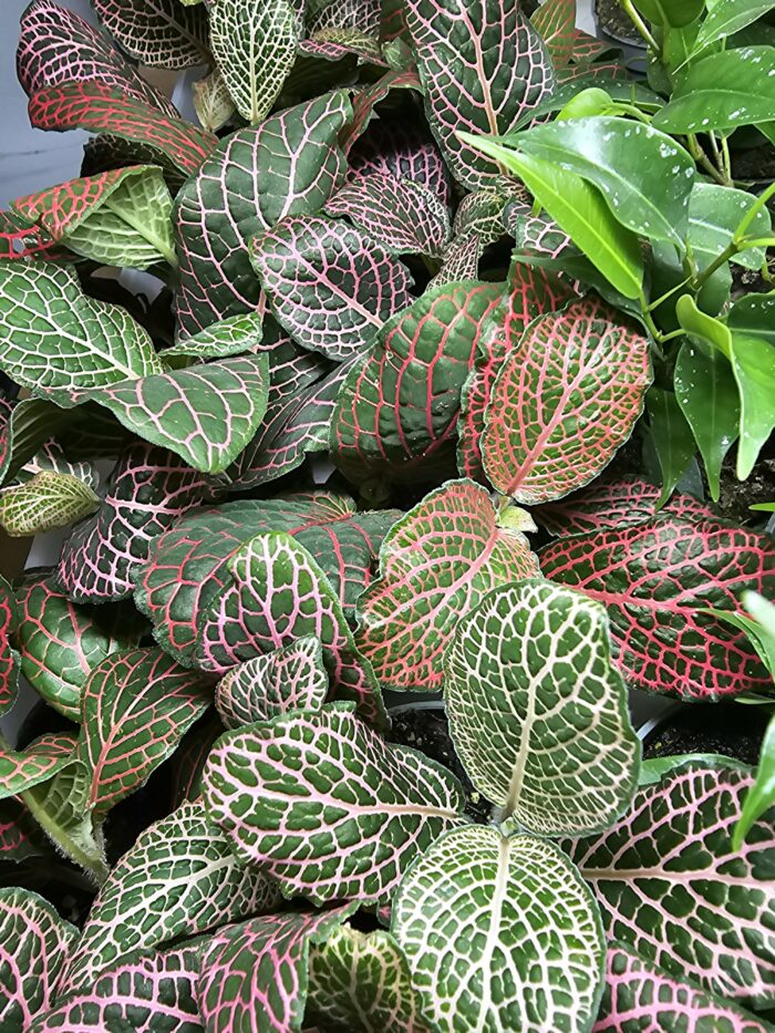 Fittonia – Image 2