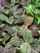 Fittonia