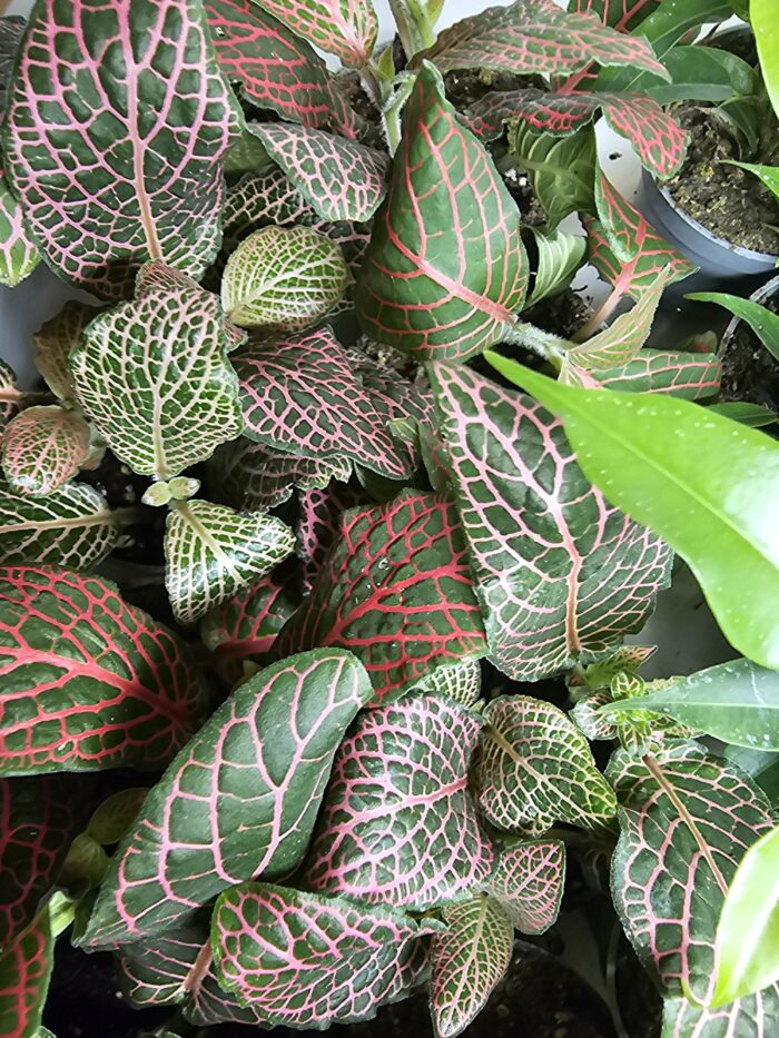 Fittonia – Image 3