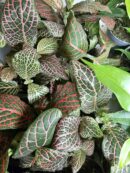 Fittonia