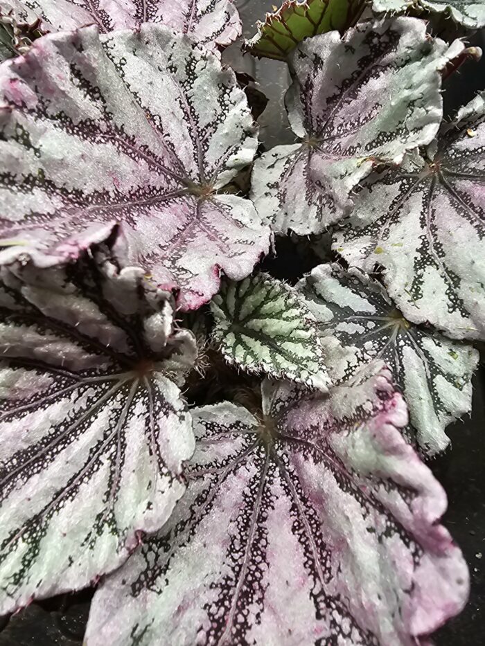 Begonia