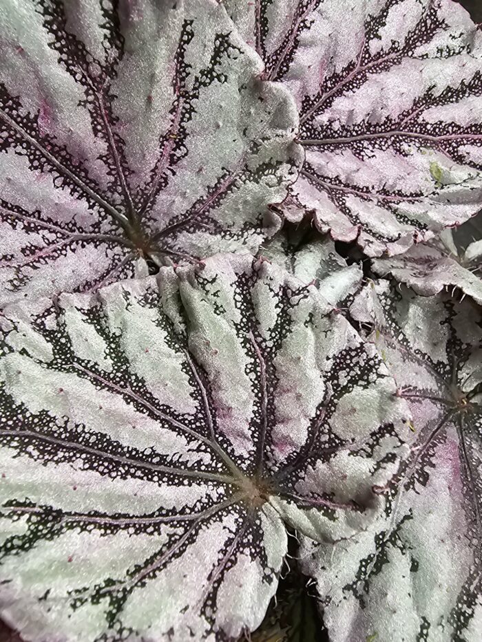 Begonia – Image 2