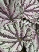 Begonia