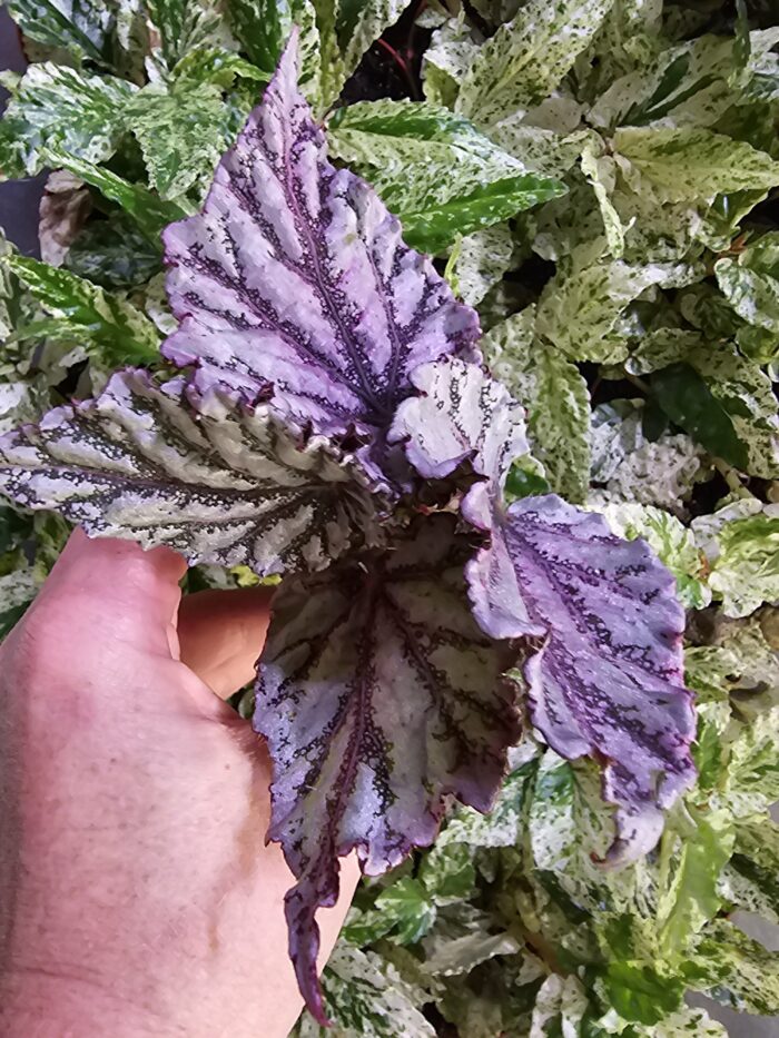 Begonia – Image 3