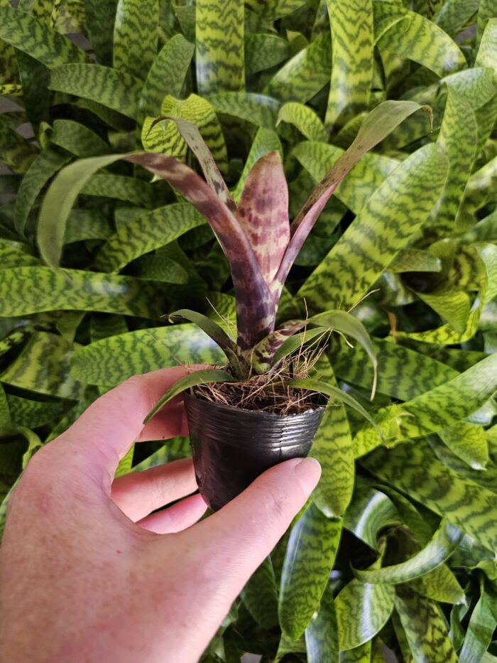 Vriesea  "Red Chestnut" – Image 2