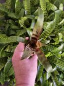 Vriesea  "Red Chestnut"