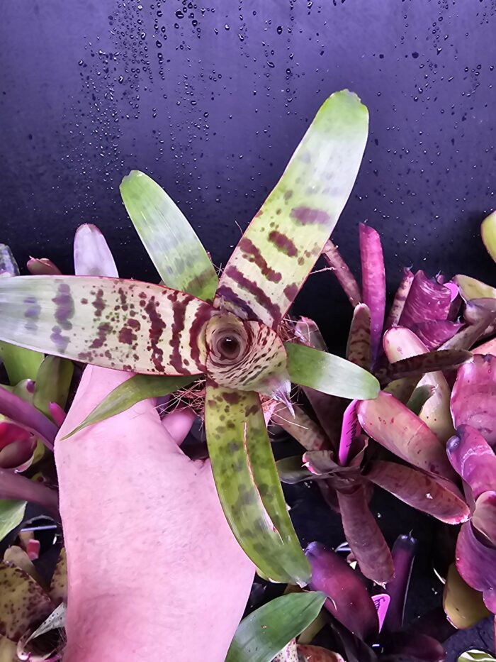 Vriesea  "Red Chestnut"