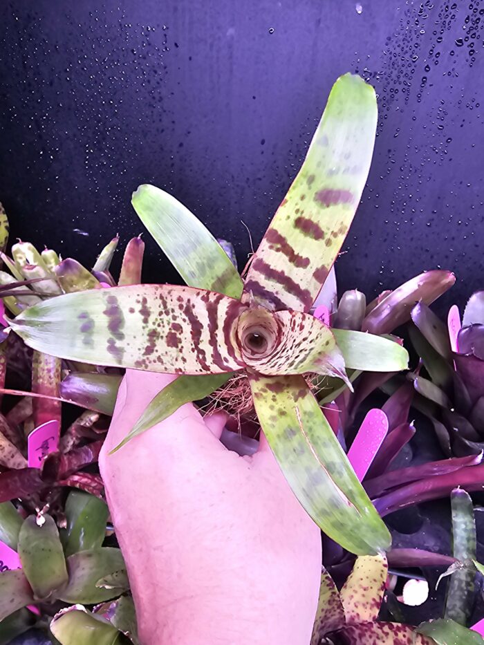 Vriesea  "Red Chestnut" – Image 4