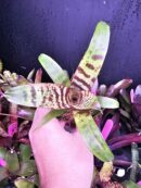 Vriesea  "Red Chestnut"