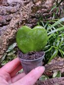 hoya kerrii