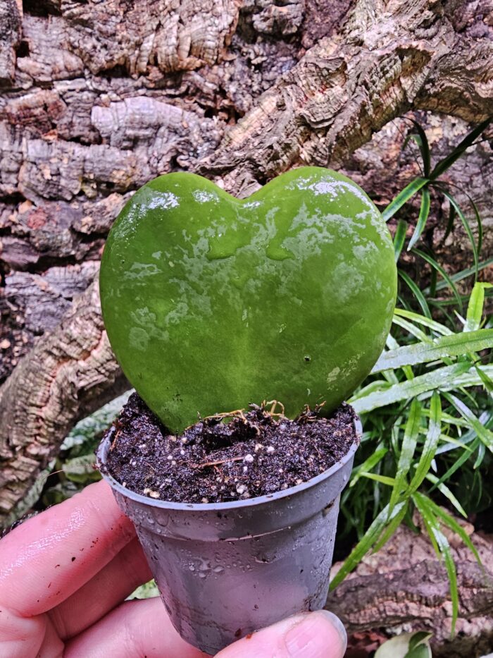 hoya kerrii