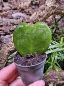 hoya kerrii