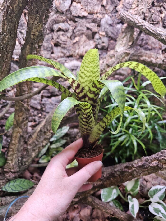 Vriesea hieroglyphica XL – Image 3