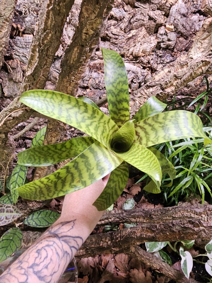 Vriesea hieroglyphica XL