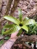 Vriesea hieroglyphica XL