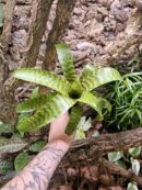 Vriesea hieroglyphica XL