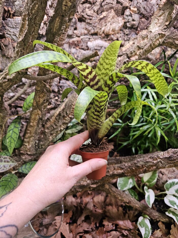 Vriesea hieroglyphica XL – Image 2