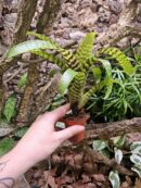 Vriesea hieroglyphica XL