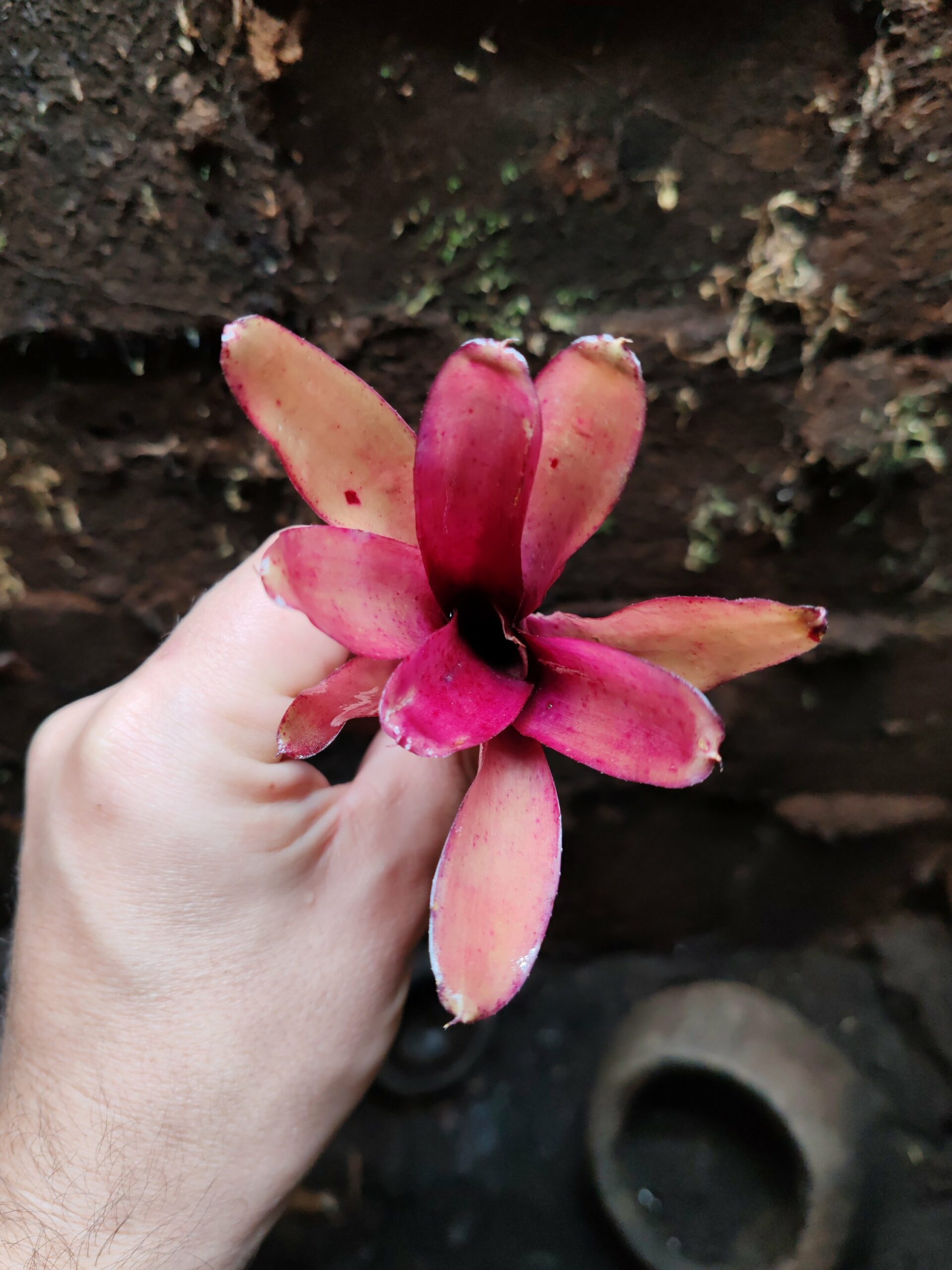 Neoregelia Menphis – Image 2