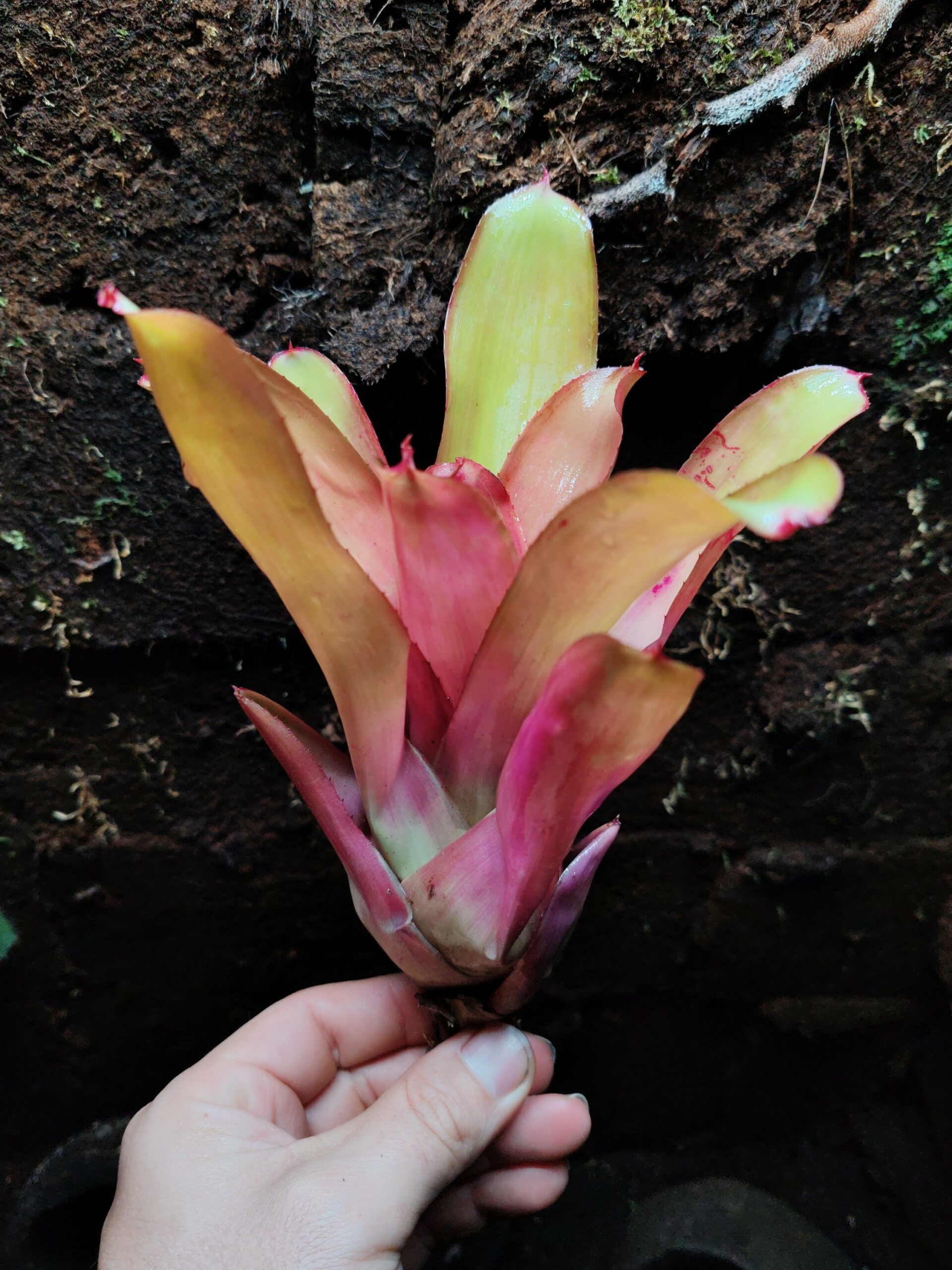 Neoregelia On point x Rare