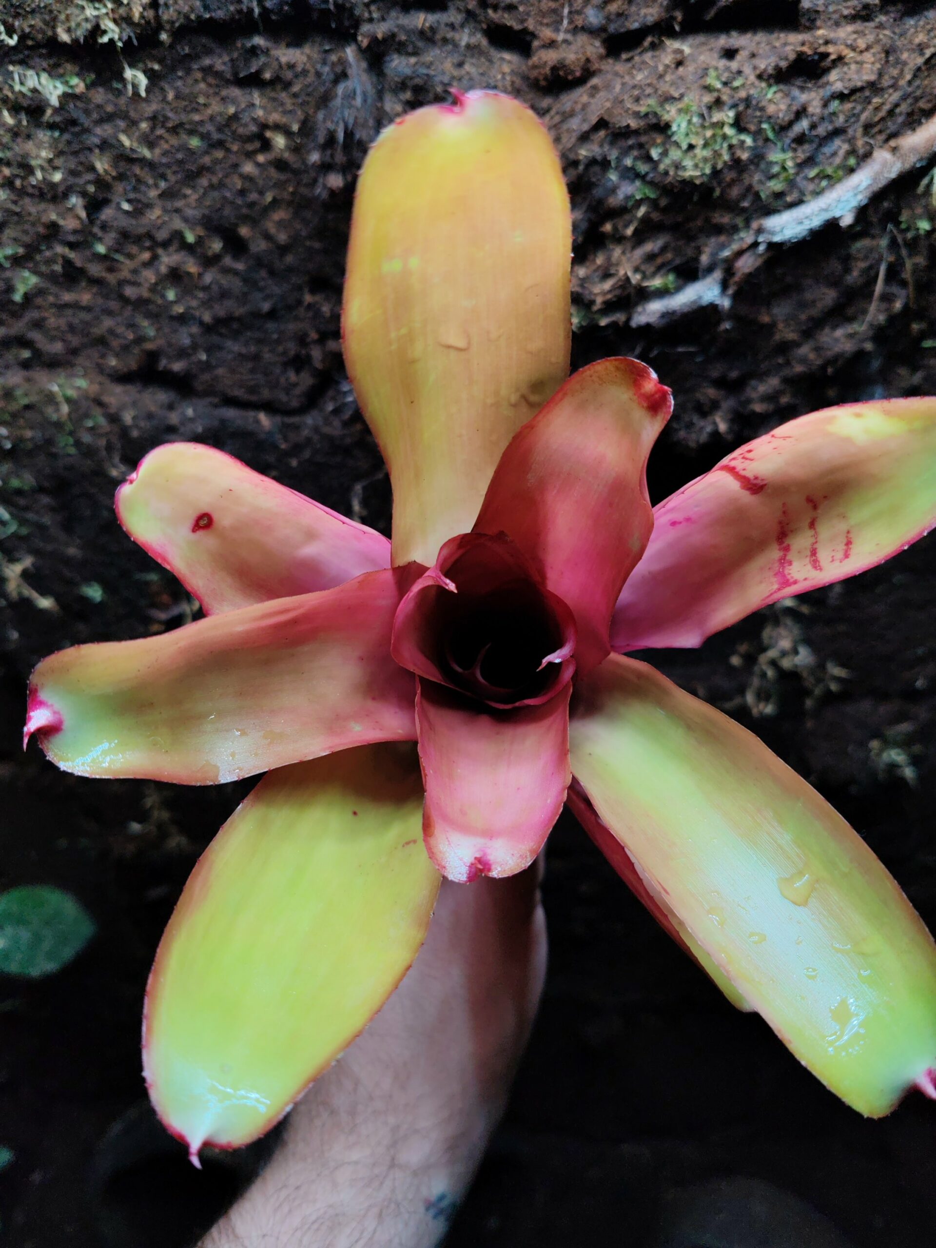 Neoregelia On point x Rare – Image 2