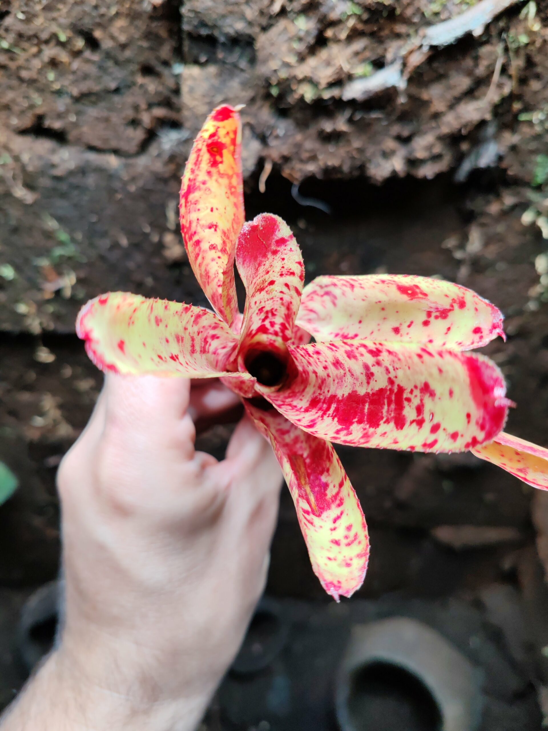 Neoregelia Flacke – Image 2