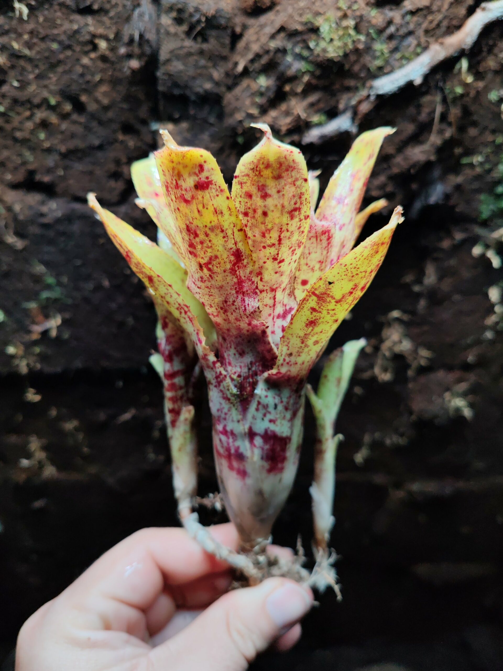 Neoregelia Yellow Street