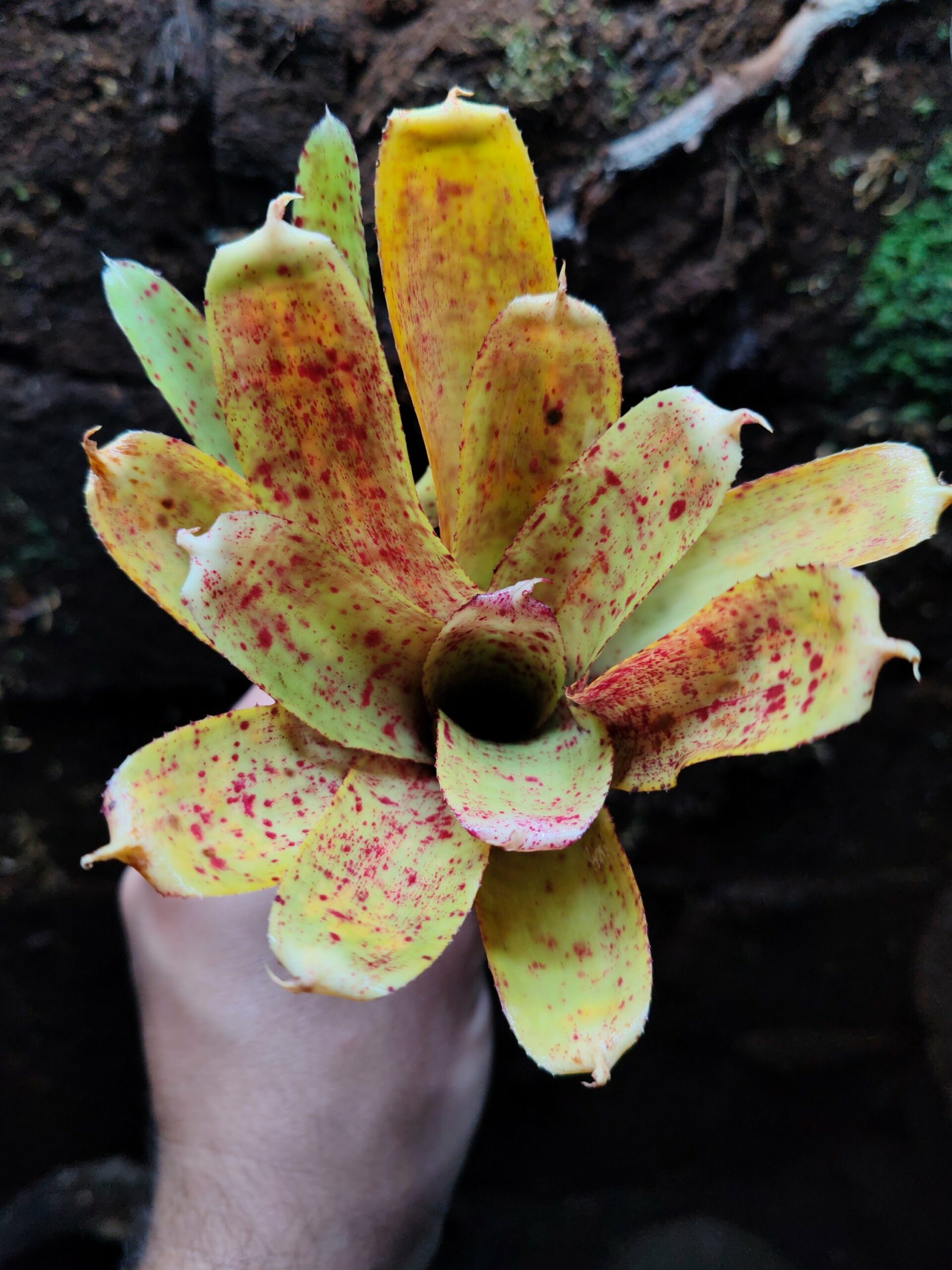 Neoregelia Yellow Street – Image 2