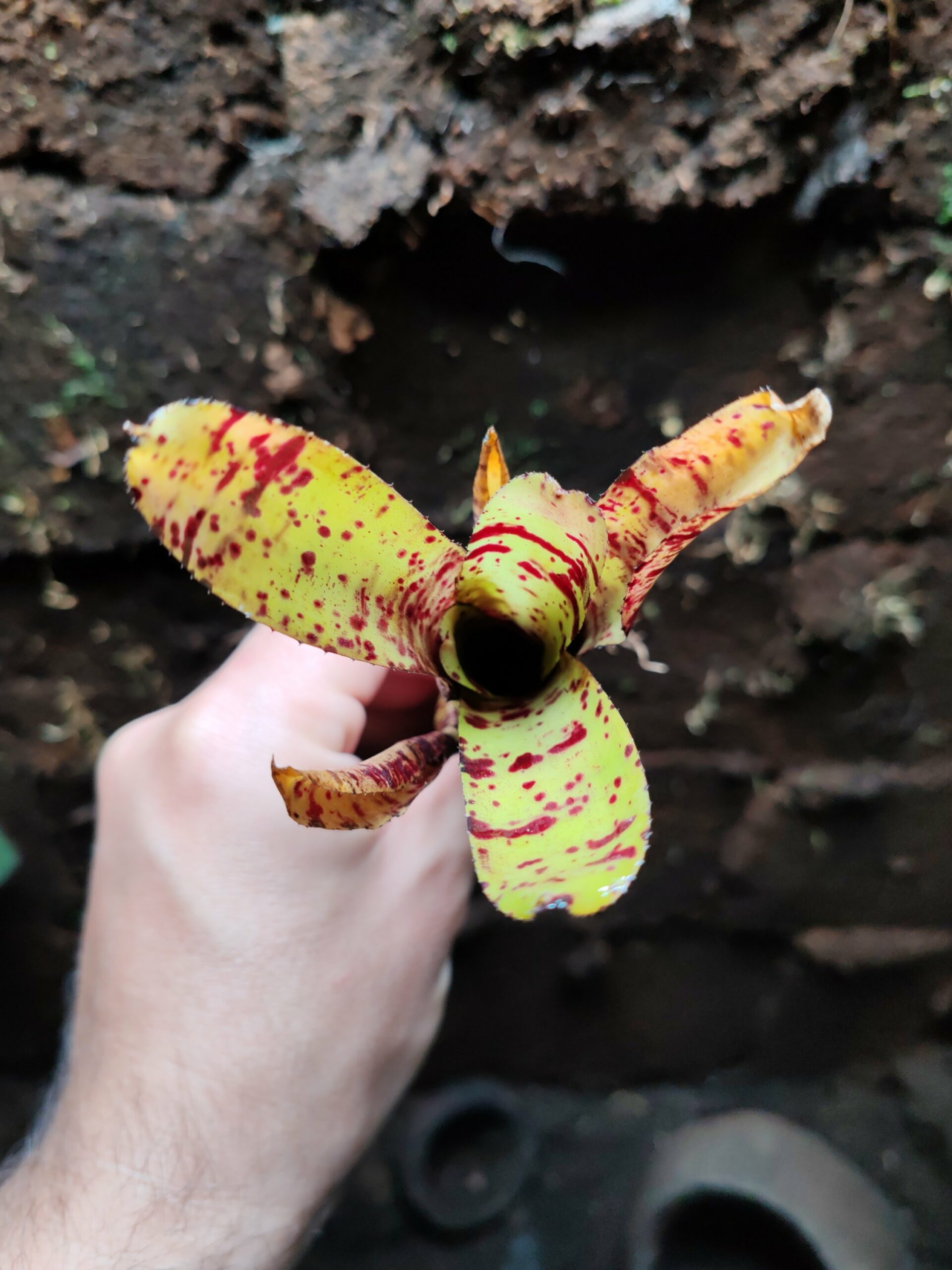 Neoregelia Jamoki – Image 2