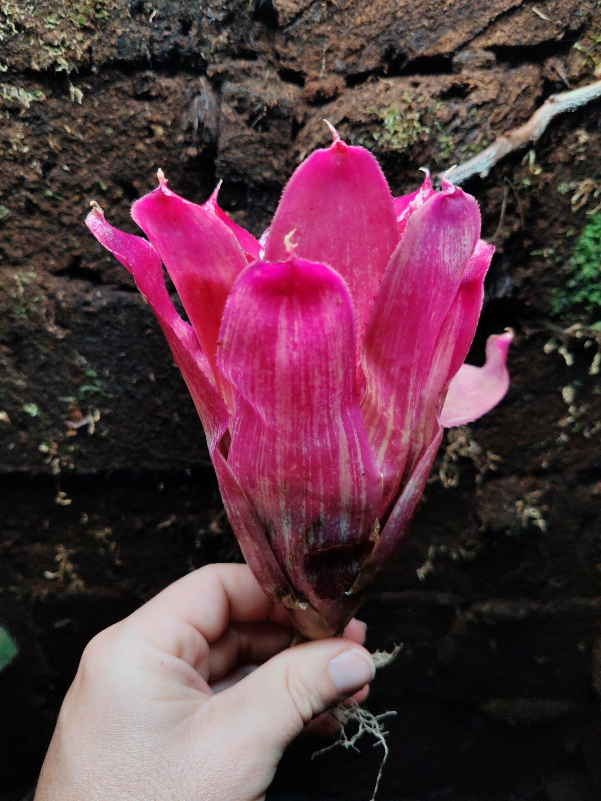 Neoregelia Rio Grande