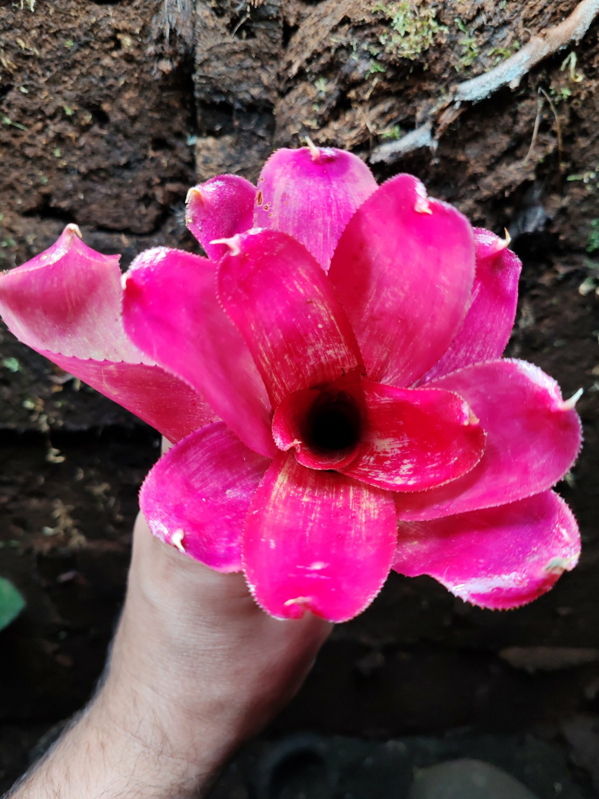 Neoregelia Rio Grande – Image 2
