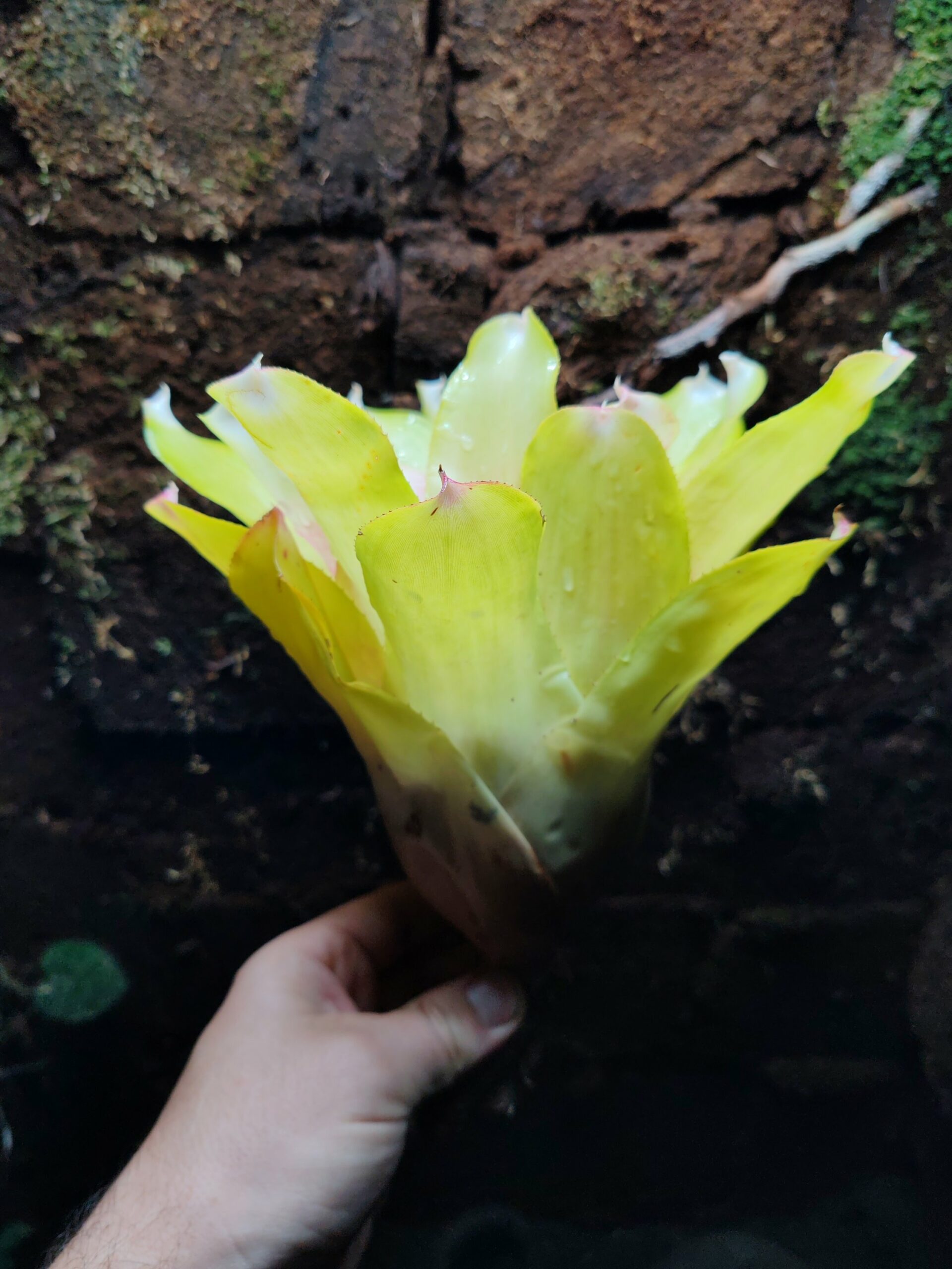 Neoregelia Beck – Image 2