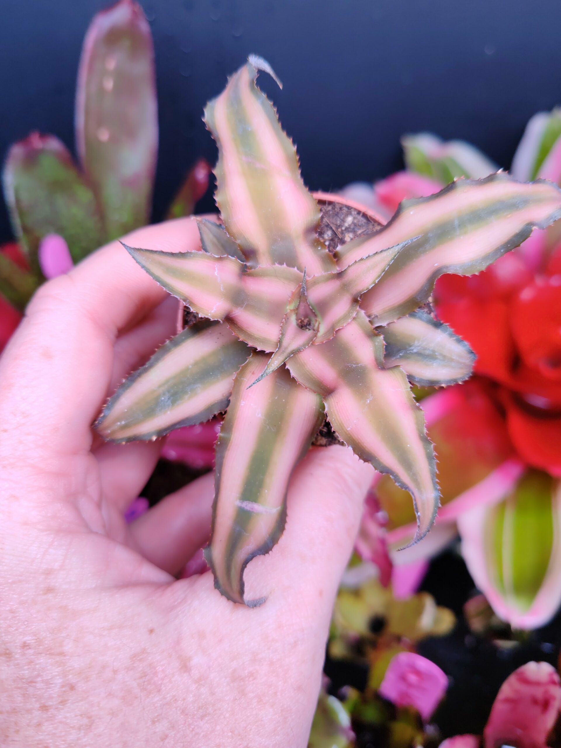 Cryptantus Bivittatus brown