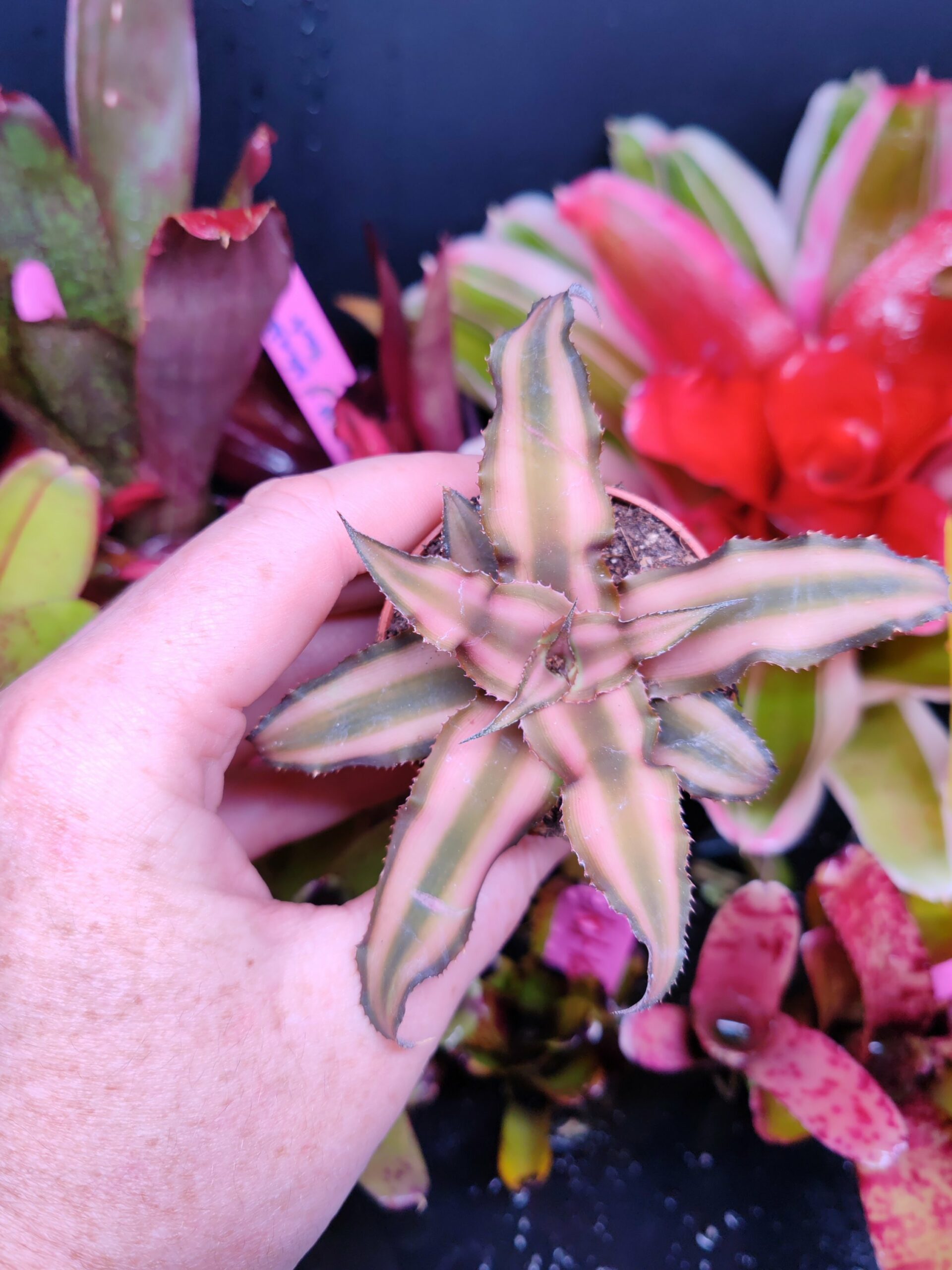 Cryptantus Bivittatus brown – Image 2