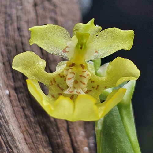 Orchidée miniature - Psygmorchis pusilla