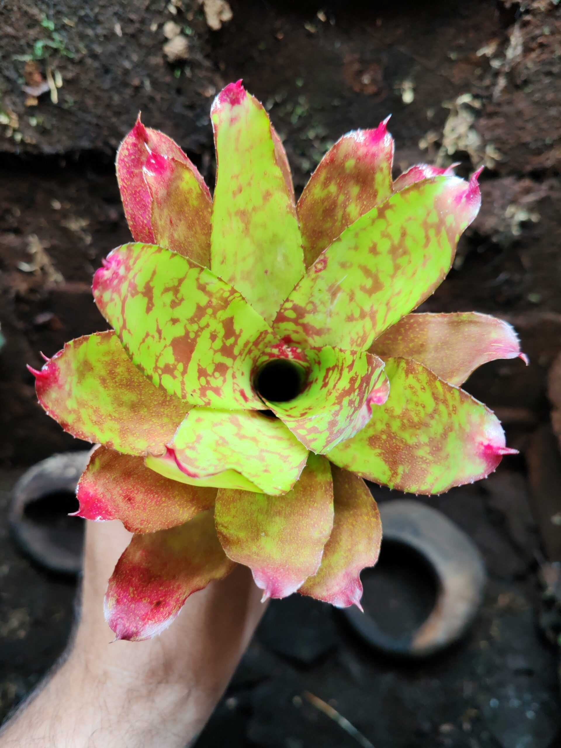 Neoregelia Winnie the Pooh
