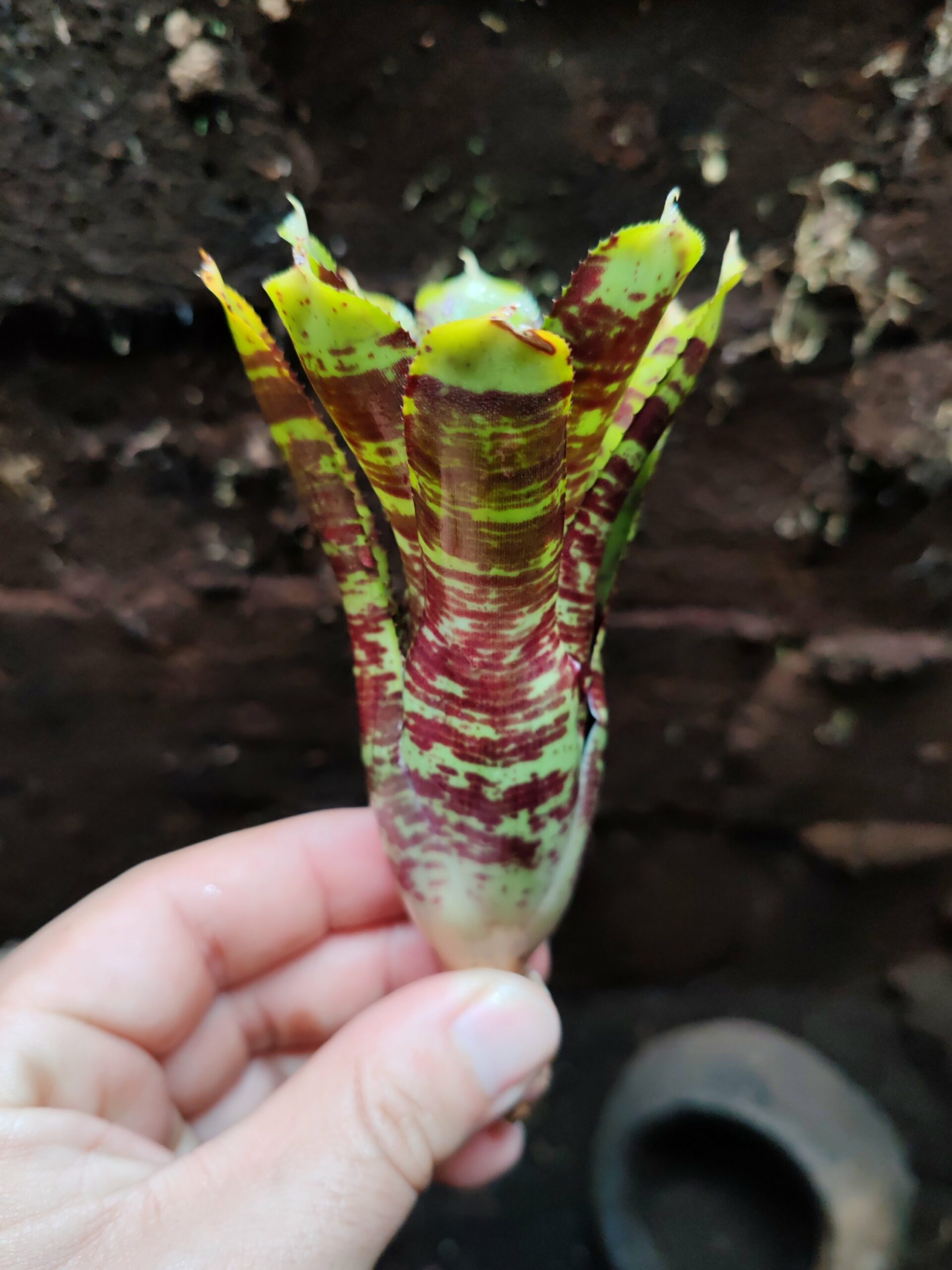 Neoregelia Alley Cat – Image 2