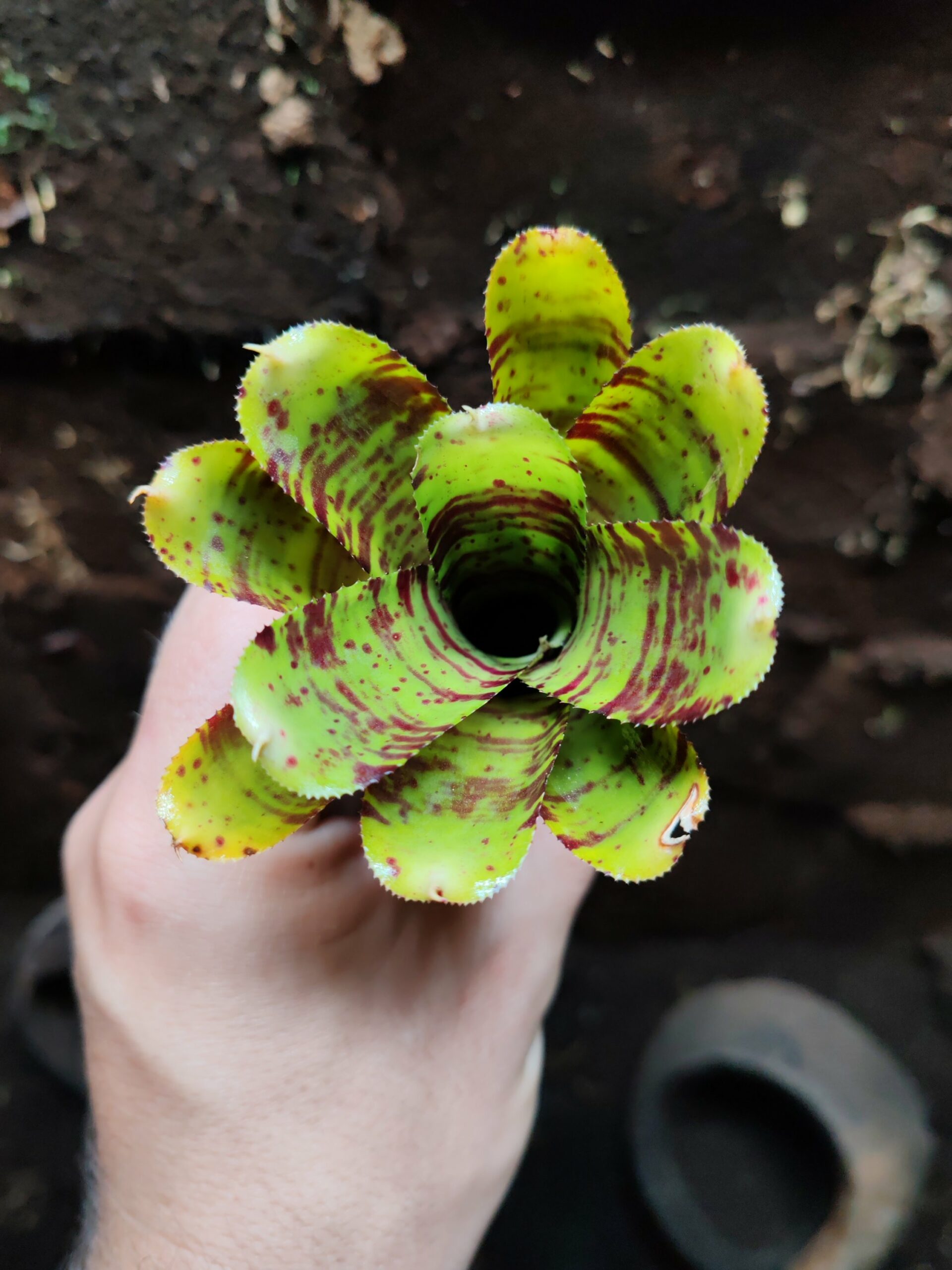 Neoregelia Alley Cat