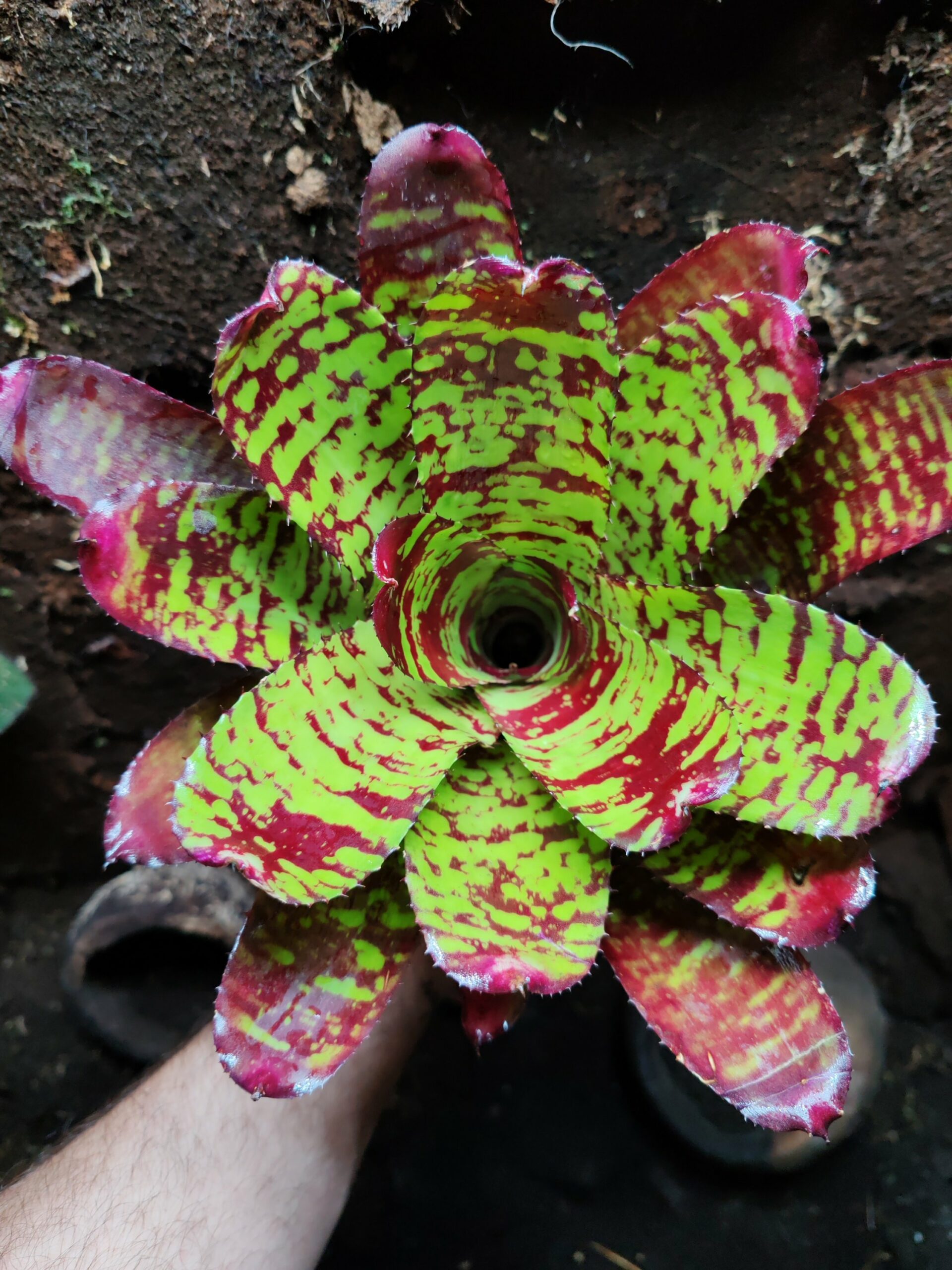 Neoregelia Sunfire Storm
