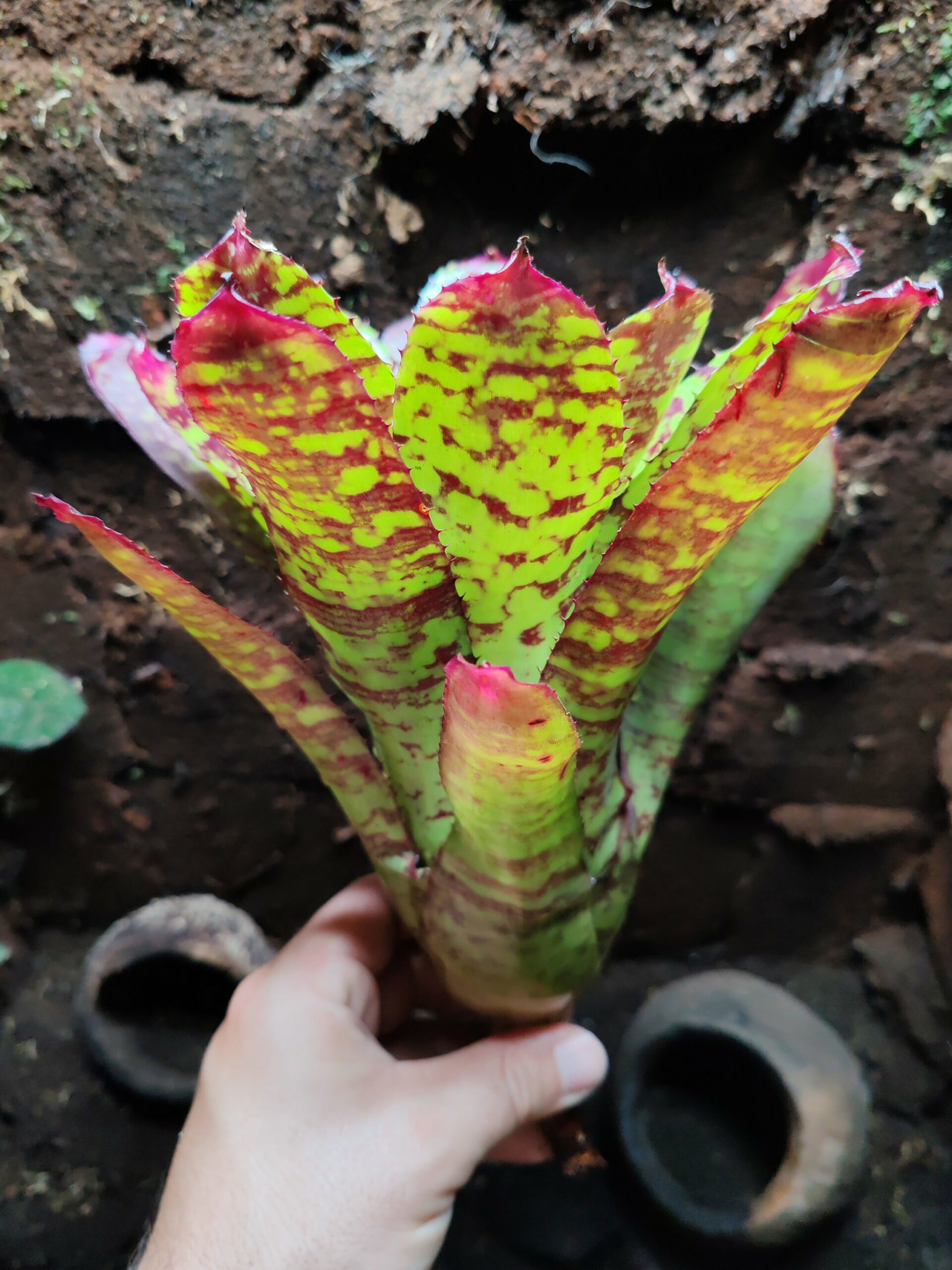Neoregelia Sunfire Storm – Image 2
