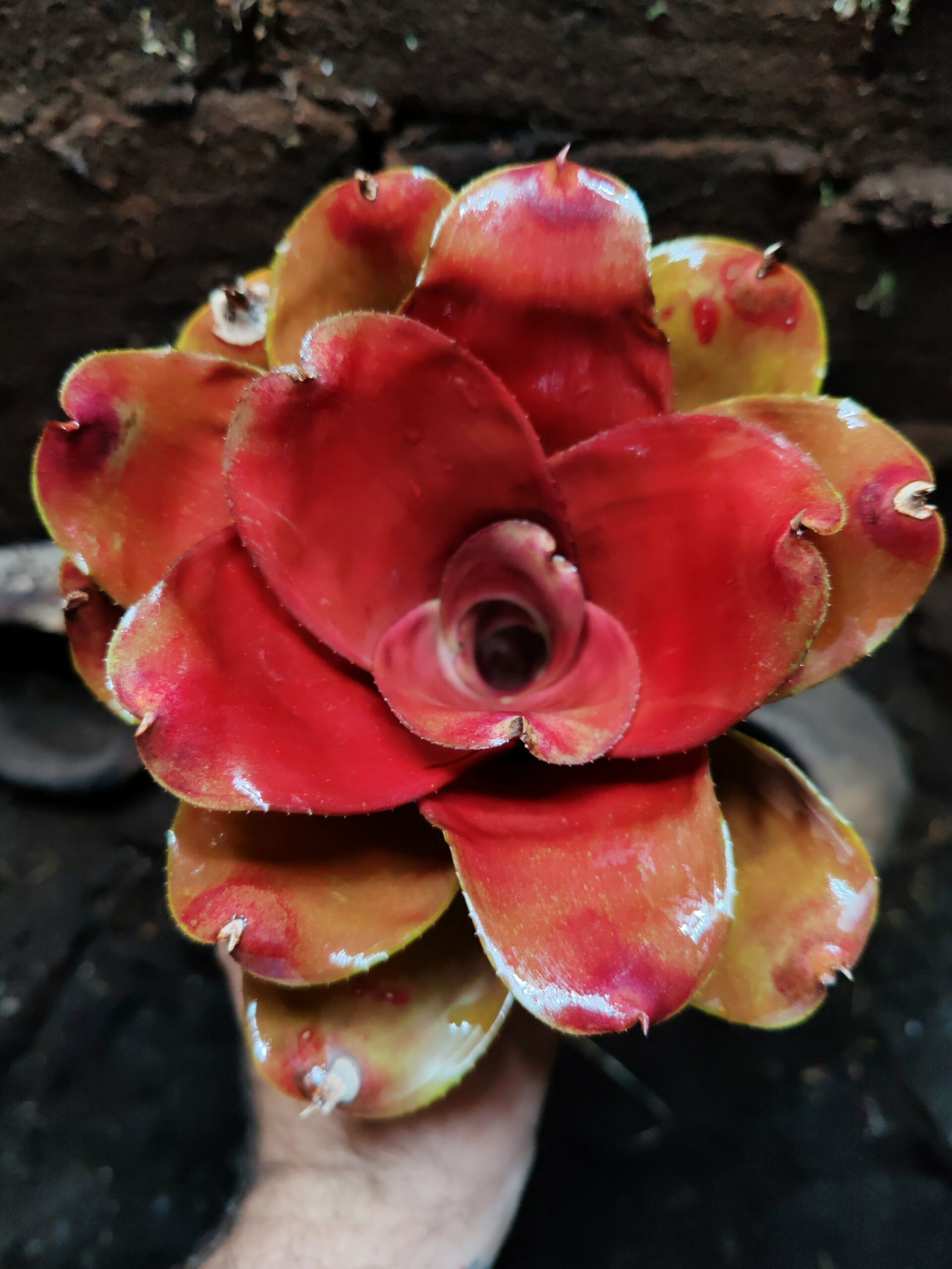 Neoregelia Ninja Mini