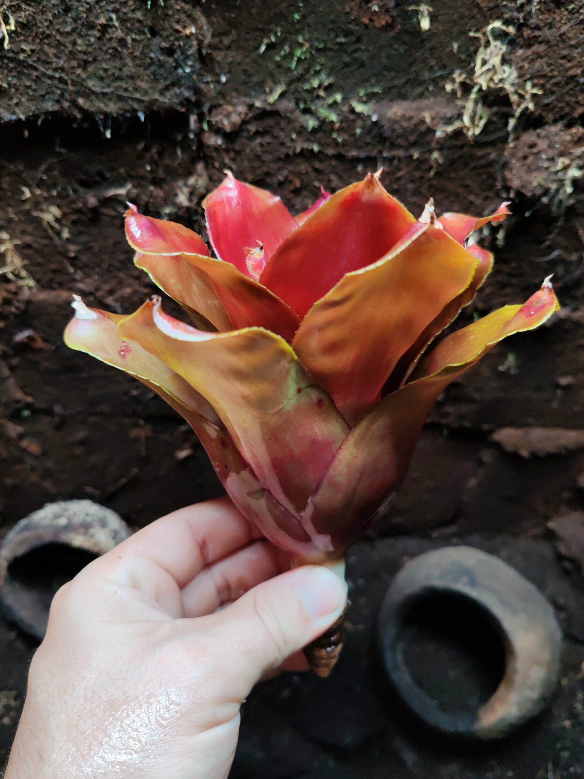 Neoregelia Ninja Mini – Image 2