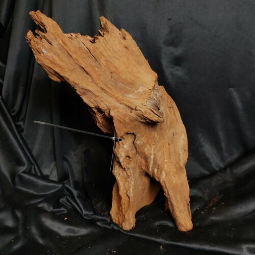 Racine de mangrove MG116 - 47x24x16cm