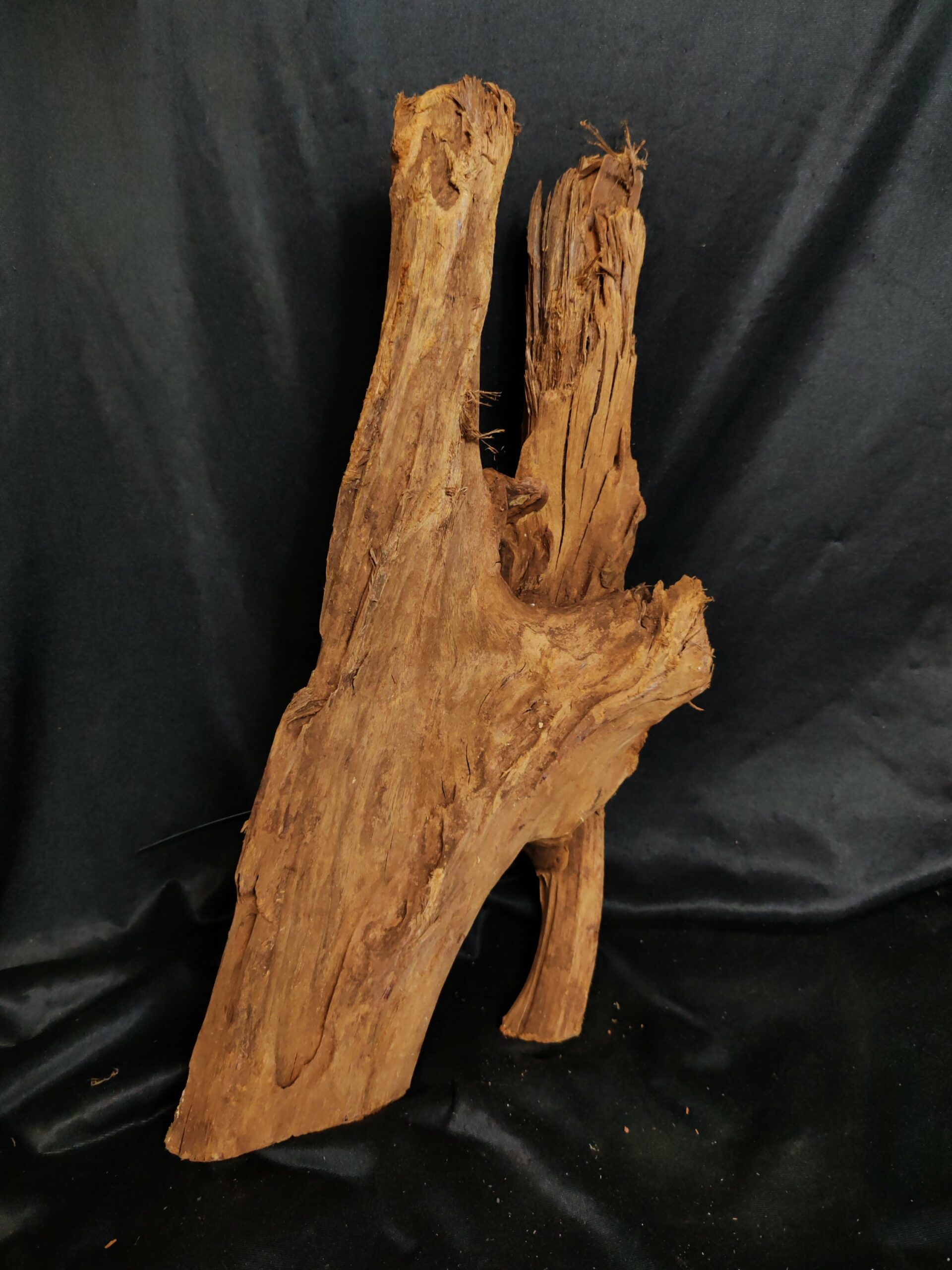 Racine de mangrove MG106 - 48x22x22cm