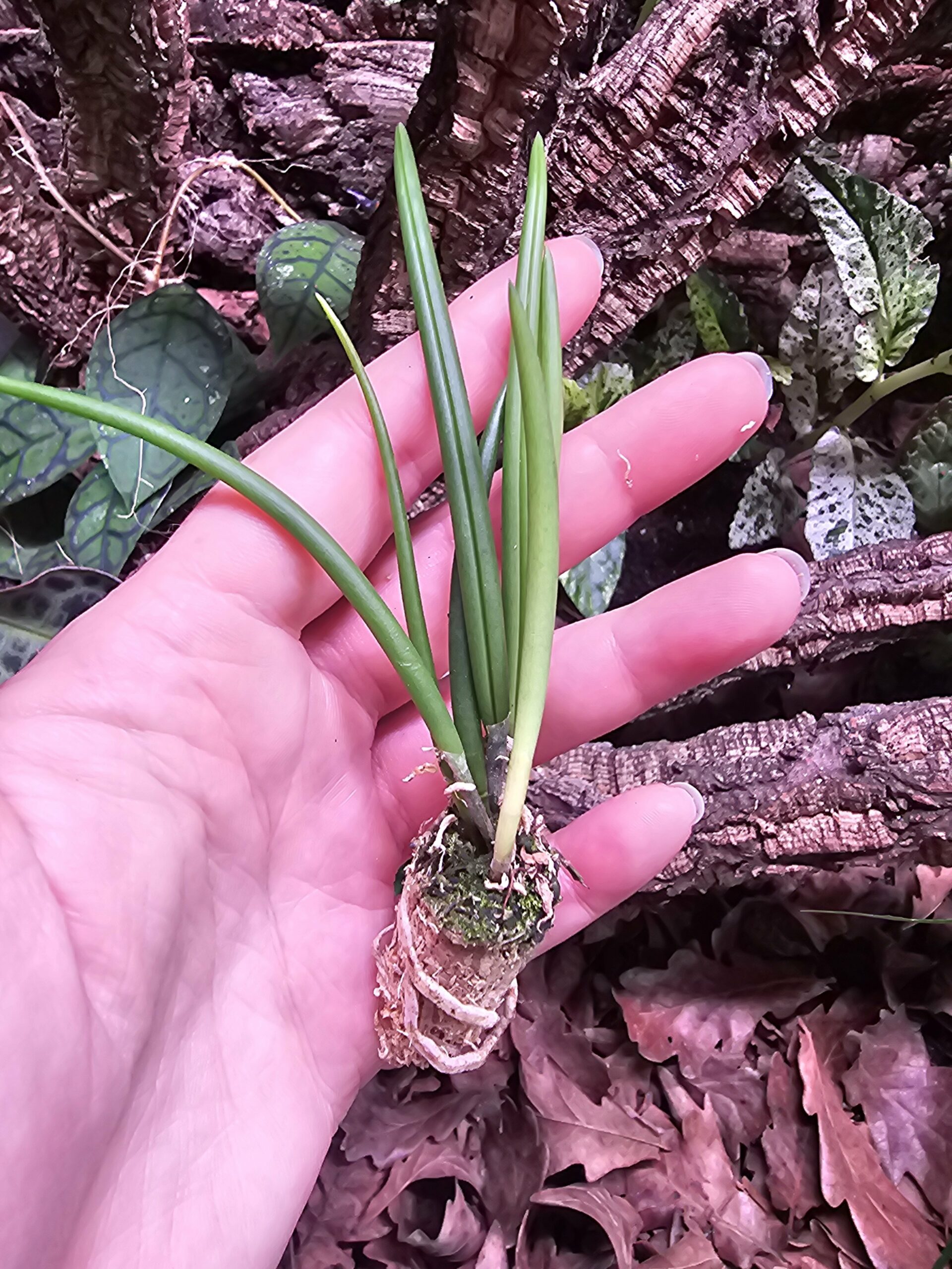 Orchidée miniature - Leptotes bicolor – Image 2